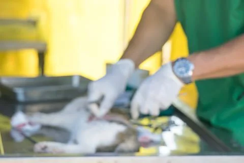 The cat on the operating table in a veterinary clinic for surgery , the uterus Stock Photos