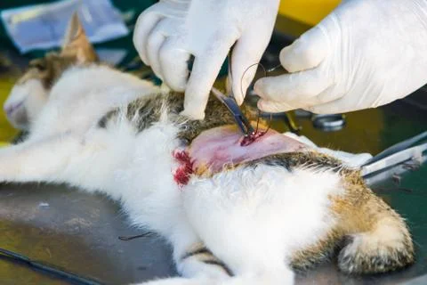 The cat on the operating table in a veterinary clinic for surgery , the uterus Stock Photos