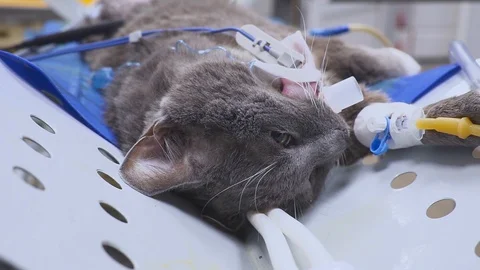 Cat operation on the operating table Видео 127598141