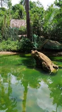 Cat or Frog? Stock Photos