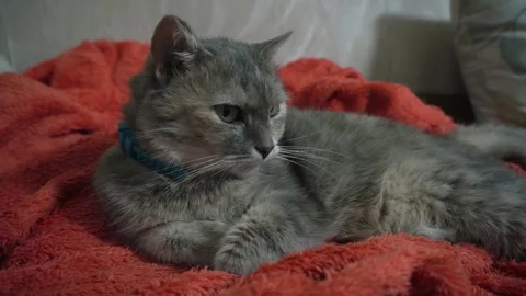 Cat on an orange blanket Vídeo Stock 301676592