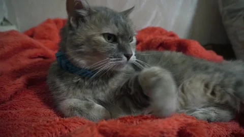 Cat on an orange blanket Stock Footage 301676594