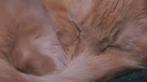 Cat Orange Stock-Footage 1097262