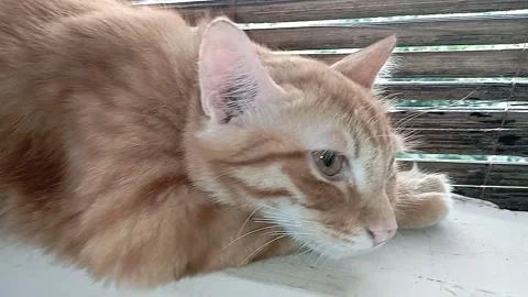 Cat orange sleep 19 sec Stock-Footage 328910911