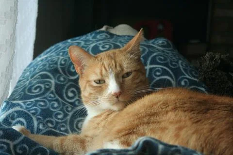 Cat Orange Tabby Looking at camera 库存照片