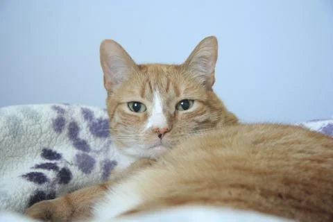 Cat Orange Tabby Looking at camera light blue background 库存照片