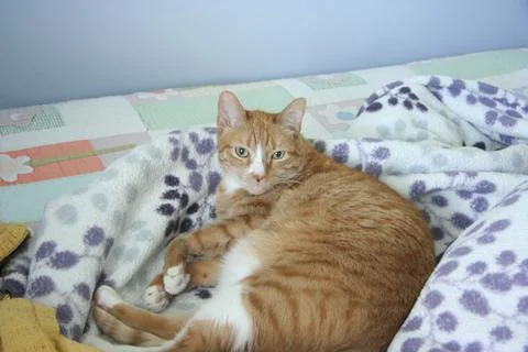 Cat Orange Tabby Looking at camera full body 库存照片