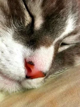 Cat out cold Stock Photos