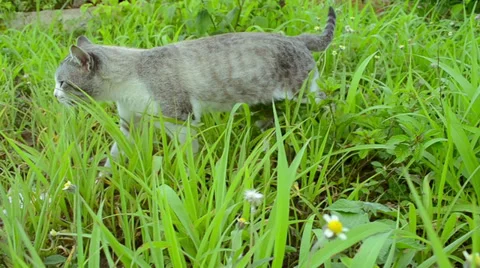 Cat out of the garden 库存影片 37235232