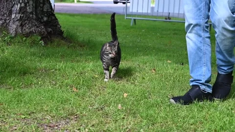 Cat out walking in the grass around humans Stock Footage 135028443