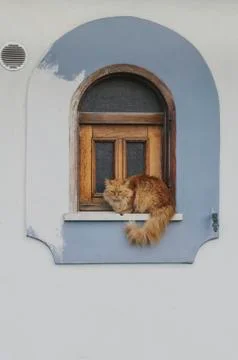 Cat out of the window Stock-Fotos