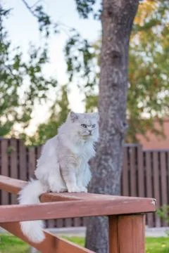 Cat outdoors Stock Photos