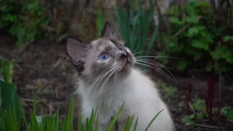 Cat outdoors playing Stock Footage 239935686