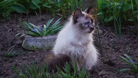 Cat outdoors playing Stock Footage 239935818
