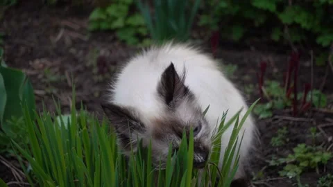 Cat outdoors playing Stock Footage 239935889