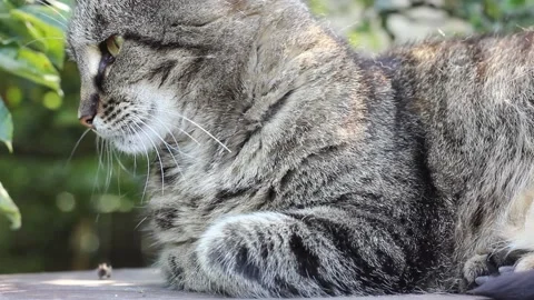 Cat outdoors in the sun Stock Footage 138408104