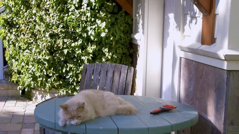 Cat outdoors on a table pan to rose bush Stock-Footage 89560391