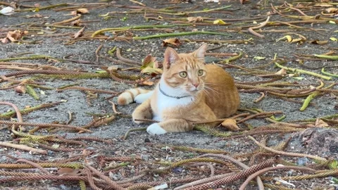 A cat outside amidst falling leaves. Video stock 332616666