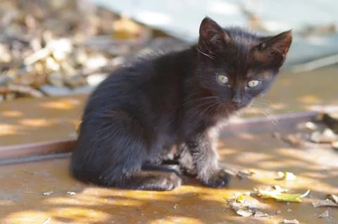 Cat outside Stock Photos