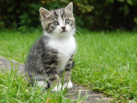 Cat outside Stock Photos