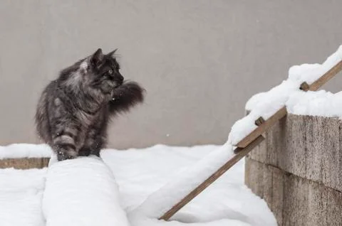 Cat outside on a snow Stock Photos