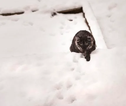 Cat outside on a snow Stock Photos