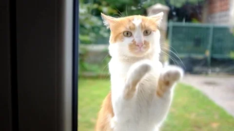 Cat outside the window Stock Footage 78842354