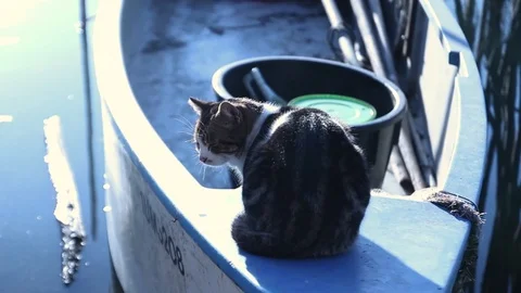 Cat over boat Stock Footage 87547411