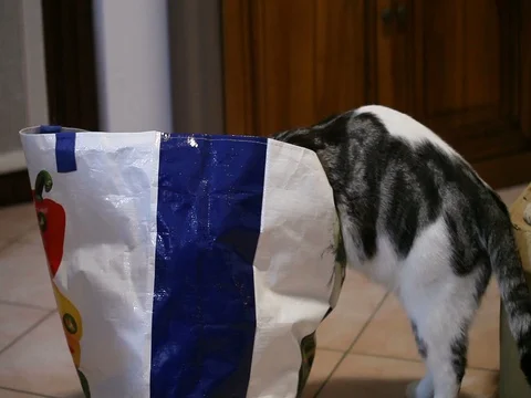 The cat over the cardboard box. Stock Footage 84659574