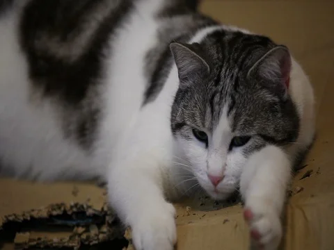 The cat over the cardboard box. Stock Footage 84807016