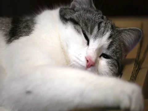The cat over the cardboard box. Stock Footage 84819935