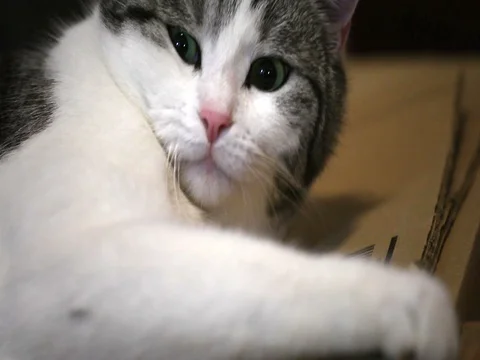 The cat over the cardboard box. Stock Footage 84820472