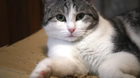 The cat over the cardboard box. Stock Footage 84820782