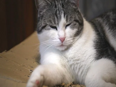 The cat over the cardboard box. Stock Footage 84821054