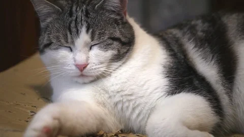 The cat over the cardboard box. Stock Footage 84823583