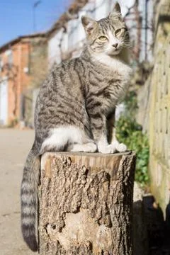 Cat over log, front view Stock Photos