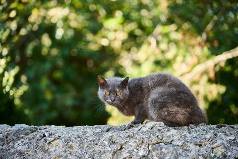 Cat over the wall looking at the camera Stock Photos