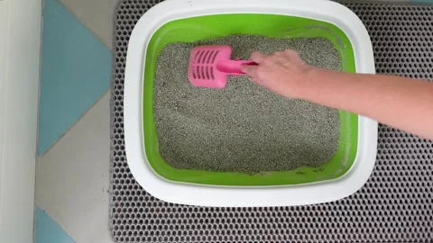 Cat owner hand cleaning a cat kitty litter box Stock Footage 260236582