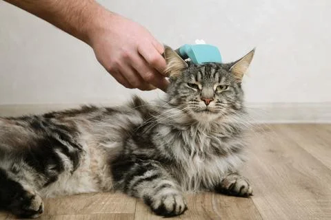 Cat owner using a brush for keep their hair from becoming tangled or matted.  Stock Photos