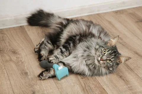 Cat owner using a brush for keep their hair from becoming tangled or matted.  Stock Photos