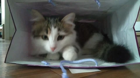 Cat in a package is afraid to go out in a new home Stock Footage 171219569