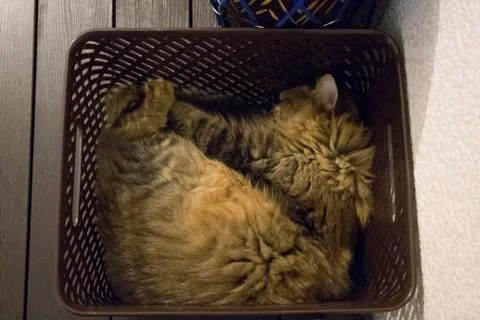 Cat Package Stock Photos
