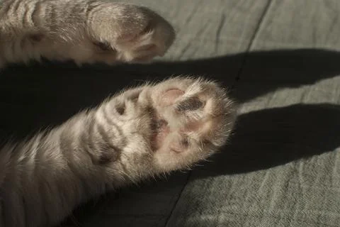 Cat pad paws closeup Stock Photos