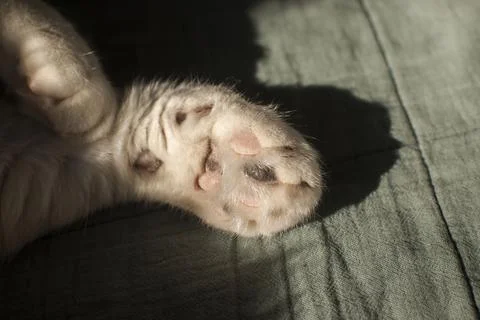Cat pad paws closeup Stock Photos