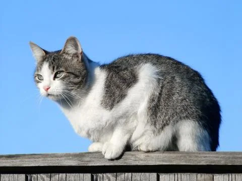 Cat on the pale Stock Photos