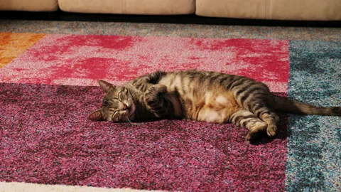 The cat pampering itself on the carpet. Video stock 146436651