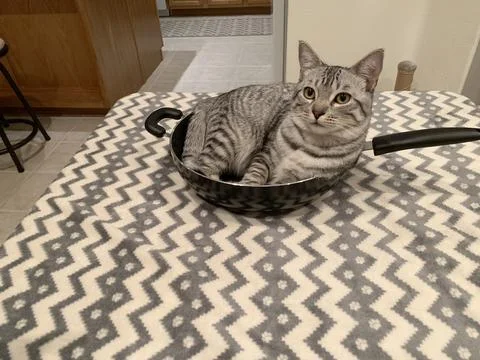 Cat in in a pan Stock Photos