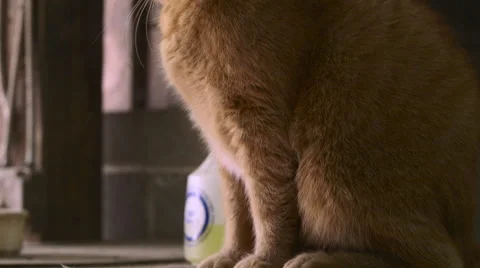 Cat - panning up Stock Footage 52064464