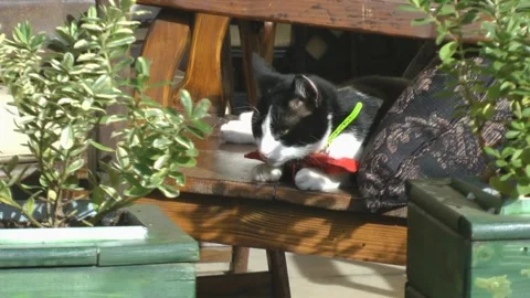 Cat with a papillon relaxes. Vídeos de archivo 238439450