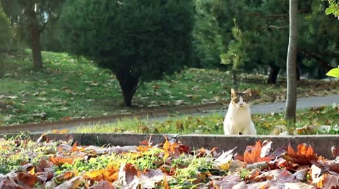 Cat in the park Stock Footage 9880141